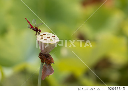 紅蜻蜓棲息在一朵死蓮花上 92042845