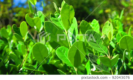 景觀與 feijoa 的葉子 92043076