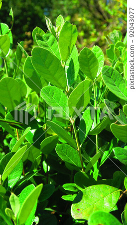 景觀與 feijoa 的葉子 92043077