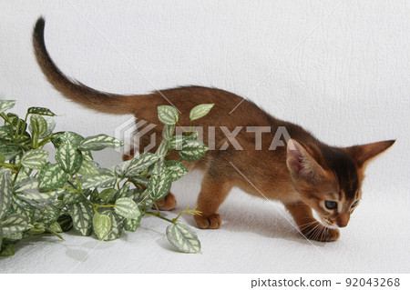 Abyssinian kitten, white wall background. Young beautiful purebred red short haired kitty. Small cute pets at cozy home. Top view banner. Funny adorable cats. Postcard concept. Close up, copy space. Abyssinian kitten, white wall background. Young beautiful purebred red short haired kitty. Small cute pets at cozy home. Top view banner. Funny adorable cats. Postcard concept. Close up, copy space. 92043268