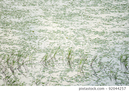Aquatic plants in Yashimagaike Aquatic plants in Yashimagaike 92044257