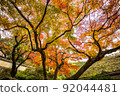 Autumn leaves Colorful and colorful landscape 92044481