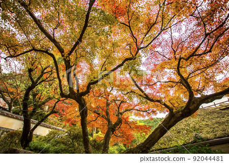 Autumn leaves Colorful and colorful landscape 92044481