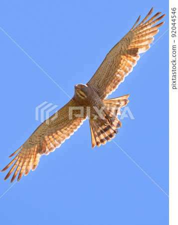 Grey-faced buzzard (male) flying 92044546