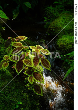 Jungle Jungle 92044871