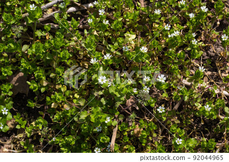 Many white daisies in top view of meadow Many white daisies in top view of meadow 92044965
