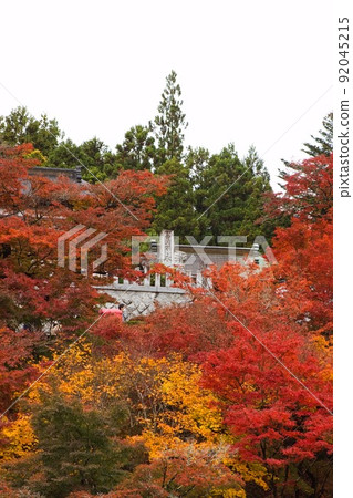 Autumn leaves of Eigenji looking up from below, distant view of Daigo Town Autumn leaves of Eigenji looking up from below, distant view of Daigo Town 92045215