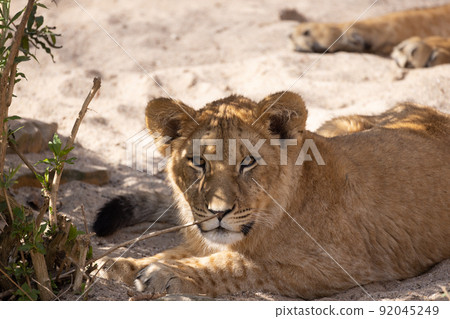 Black and white portrait of a lioness, panthera leo, in the Serengeti National Park, Tanzania Black and white portrait of a lioness, panthera leo, in the Serengeti National Park, Tanzania 92045249
