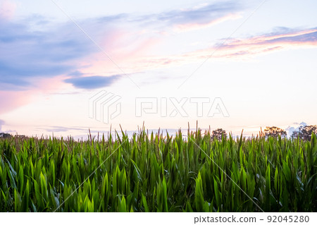Young green corn growing on the field at sunset. Young Corn Plants. Corn grown in farmland 92045280