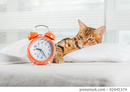 The cat sleeps on the bed and wakes up with an alarm clock. 92045374