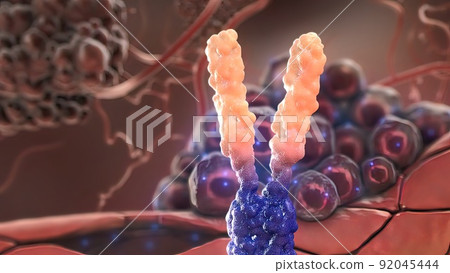 Extracellular domain receptor and antibody 92045444
