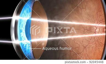 Eye Anatomy - Internal Structure, Medically Accurate Eye Anatomy - Internal Structure, Medically Accurate 92045448
