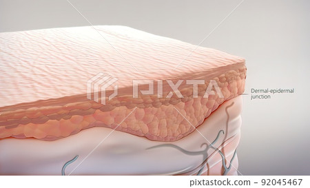 Anatomical structure of the skin Anatomical structure of the skin 92045467
