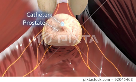 Male reproductive organ 3D illustration anatomy Male reproductive organ 3D illustration anatomy 92045468
