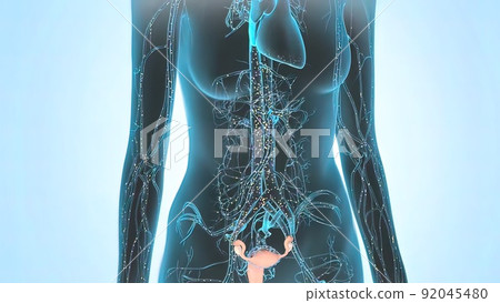 Distribution of the female hormone estrogen in the body 92045480