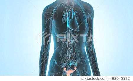 Distribution of the female hormone estrogen in the body Distribution of the female hormone estrogen in the body 92045522