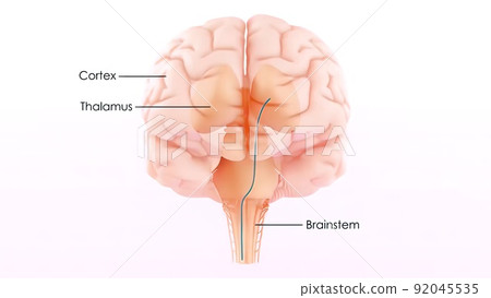 Central Organ of Human Nervous System Brain Anatomy 92045535