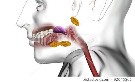 Enzymes in the mouth help break down food 92045565