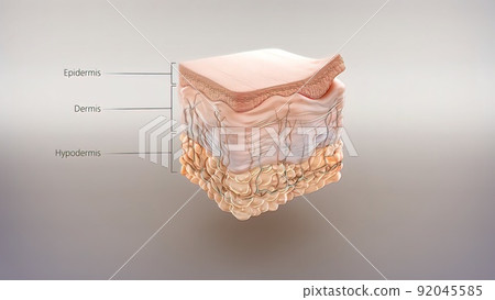 Anatomical structure of the skin Anatomical structure of the skin 92045585