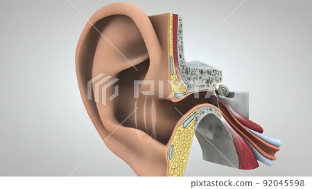 Inner ear. Hearing process 3D illustration 92045598