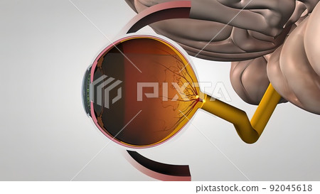 Eyes transmit images to the brain 92045618