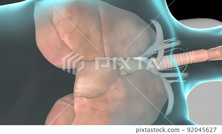 Human Circulatory System Heart Beat Anatomy 92045627