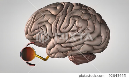 Eyes transmit images to the brain 92045635