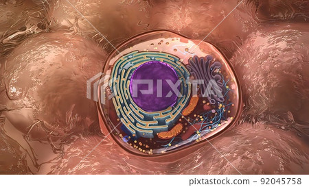 Components of an eukaryotic cell, nucleus and organelles and plasma membrane Components of an eukaryotic cell, nucleus and organelles and plasma membrane 92045758