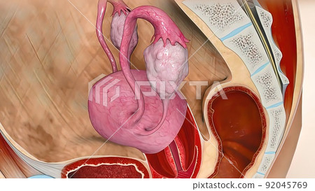 3D illustrationof The Female Reproductive organ and ovaries 92045769