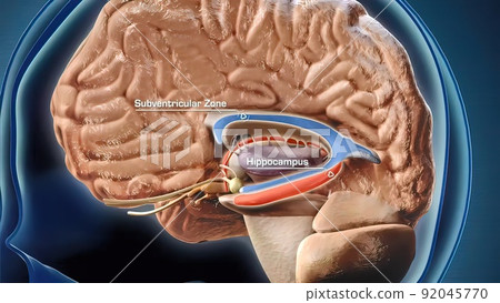 Hippocampus is a complex brain structure embedded deep into temporal lobe 92045770