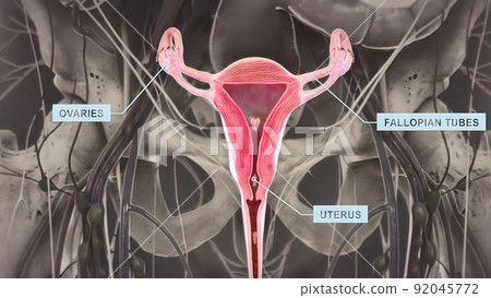 Ovaries are the female gonads the primary female reproductive organs. Ovaries are the female gonads the primary female reproductive organs. 92045772