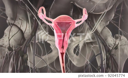 Ovaries are the female gonads the primary female reproductive organs. Ovaries are the female gonads the primary female reproductive organs. 92045774
