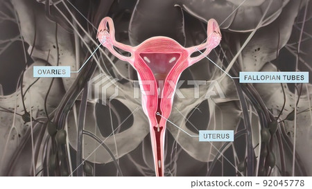 Ovaries are the female gonads the primary female reproductive organs. 92045778