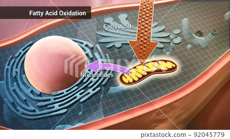 Fatty acid oxidation, the mitochondrial aerobic process of converting a fatty acid to acetyl 92045779
