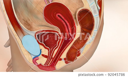 3D Medical illustration Female Reproductive System, Menstrual Cycle 92045786