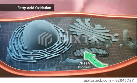 Fatty acid oxidation, the mitochondrial aerobic process of converting a fatty acid to acetyl 92045787