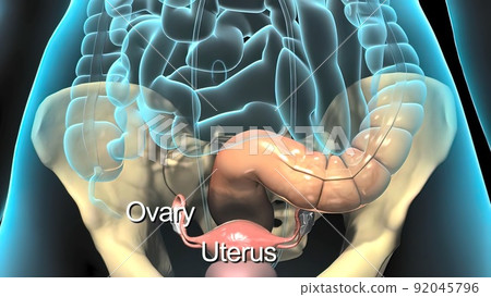 A female's internal reproductive organs are the vagina, uterus, fallopian tubes, and ovaries. 92045796