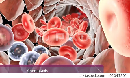 White blood cell and antigen in the immune system White blood cell and antigen in the immune system 92045801