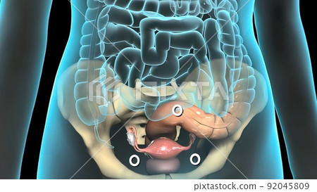 A female's internal reproductive organs are the vagina, uterus, fallopian tubes, and ovaries. 92045809