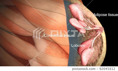 Anatomy of the female breast Anatomy of the female breast 92045812