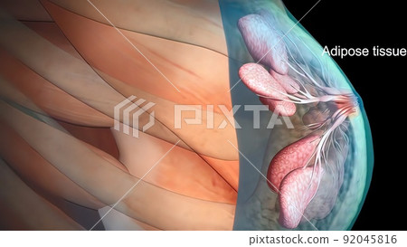 Anatomy of the female breast 92045816