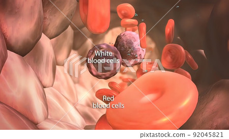 White blood cell and antigen in the immune system 92045821