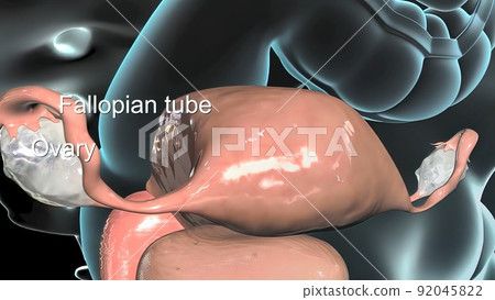 The primary role of the fallopian tubes is to transport eggs from the ovaries to the uterus. 92045822