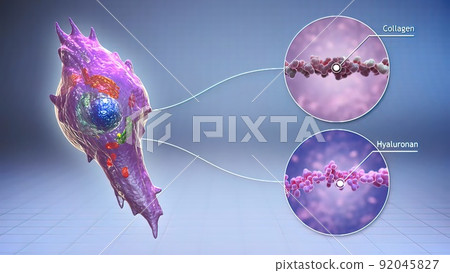 Fibroblast, a cell type that synthesizes extracellular matrix and collagen Fibroblast, a cell type that synthesizes extracellular matrix and collagen 92045827