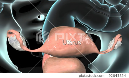 The primary role of the fallopian tubes is to transport eggs from the ovaries to the uterus. The primary role of the fallopian tubes is to transport eggs from the ovaries to the uterus. 92045834