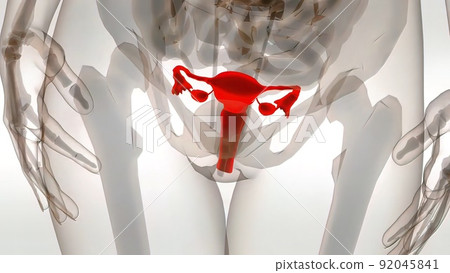 3D illustrationof The Female Reproductive organ and ovaries 92045841