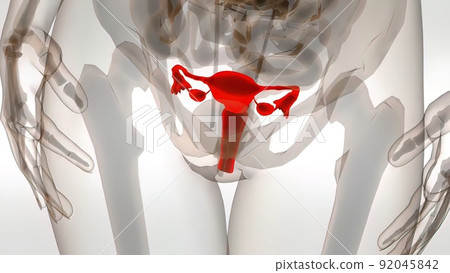 Female Reproductive System 3D Animation 92045842
