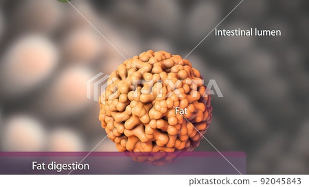 Some of the byproducts of fat digestion can be directly absorbed in the stomach. Some of the byproducts of fat digestion can be directly absorbed in the stomach. 92045843