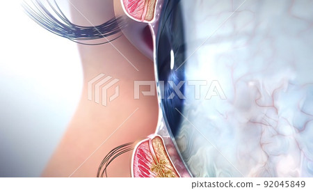 3D Medical illustrationof Anatomy of the Eye 3D Medical illustrationof Anatomy of the Eye 92045849