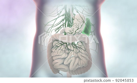 female internal organs female internal organs 92045853